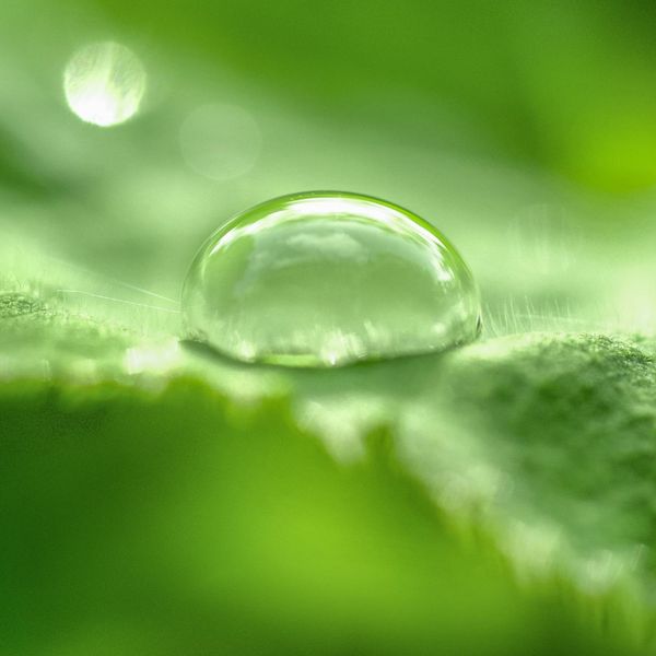 Macro shot of a clear water drop on a leaf